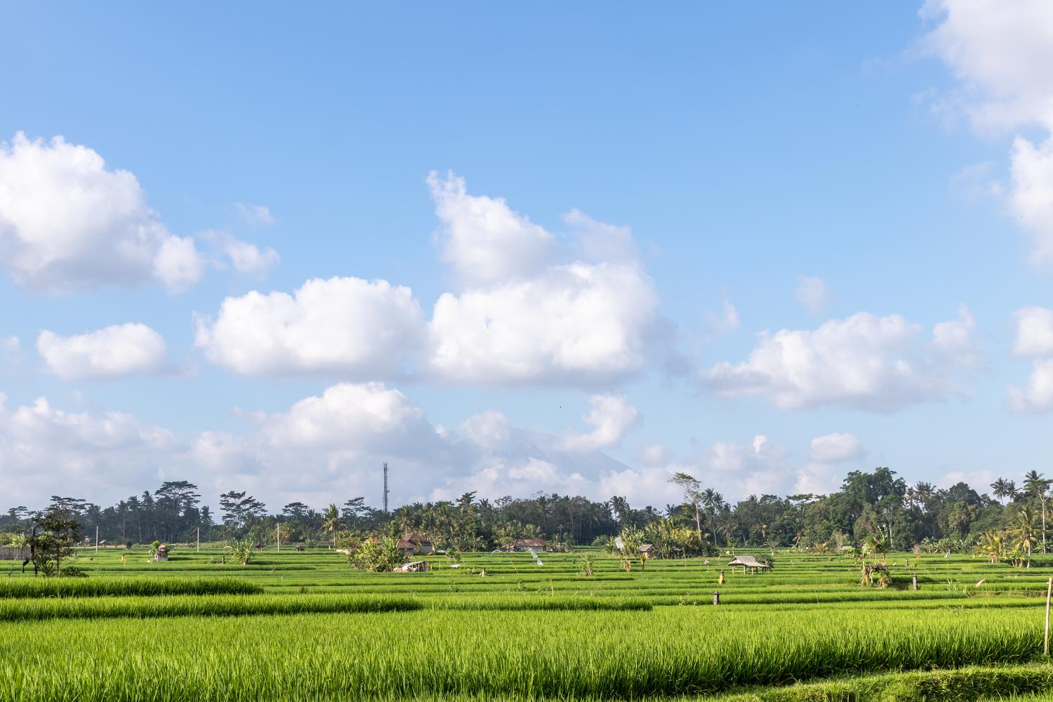 Green rice fields under a wide sky of scattered cloud, with palms and village rooftops along the far treeline.