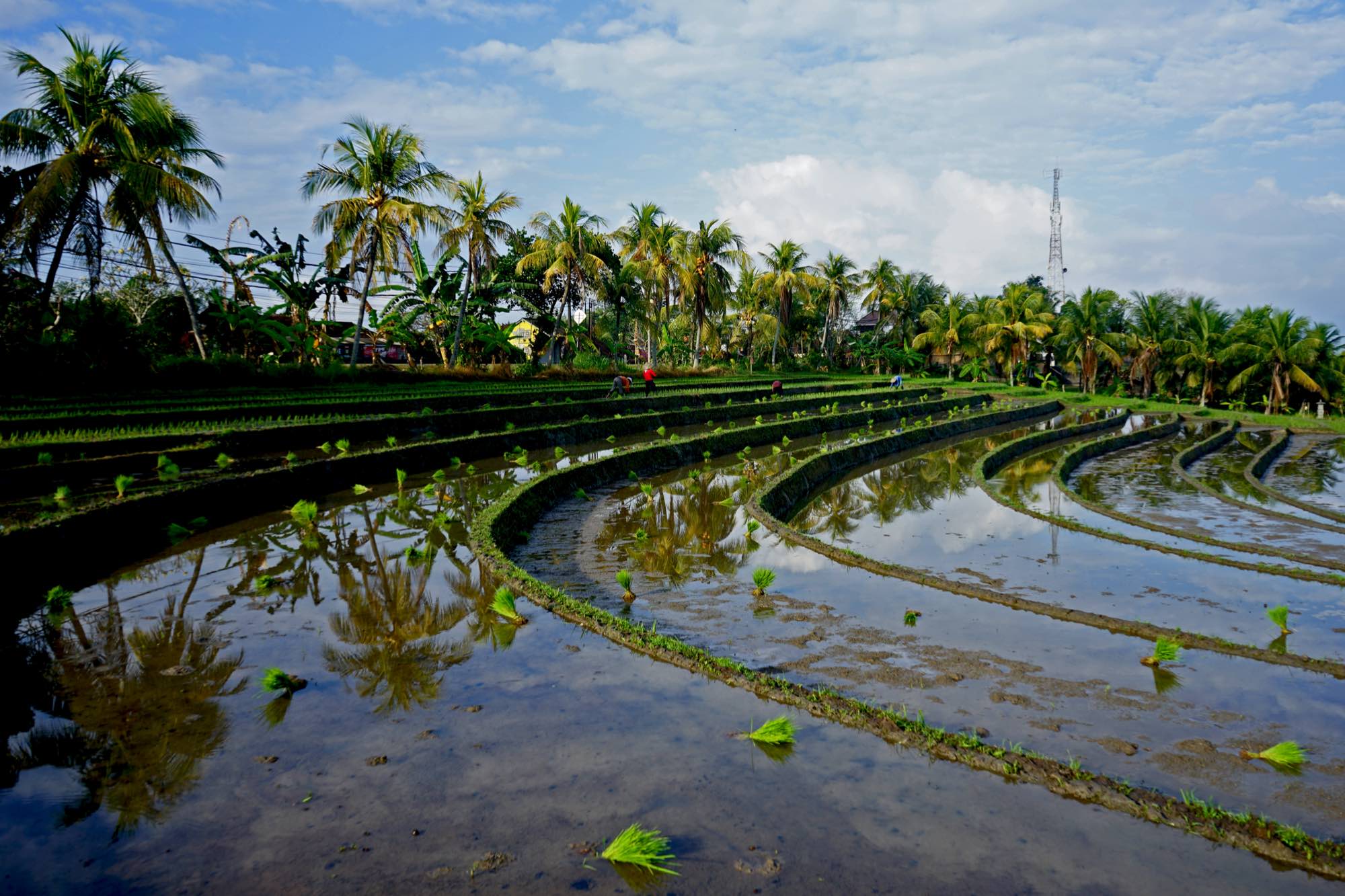 Flooded rice terraces in Bali at first light, coconut palms reflected in the water and seedlings set out across the paddies.
